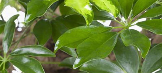 Schefflera arboricola 'Gold Capella'