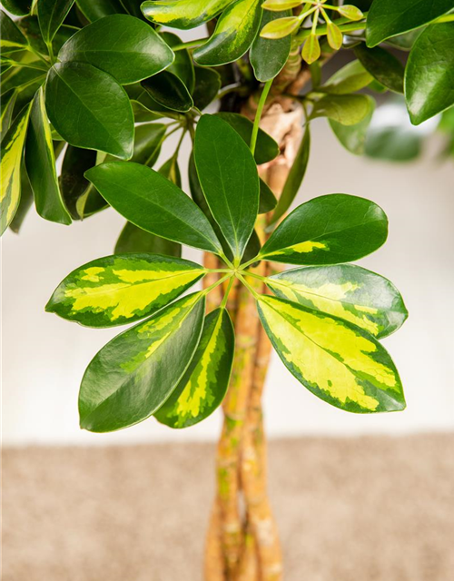 Schefflera arboricola 'Gold Capella'