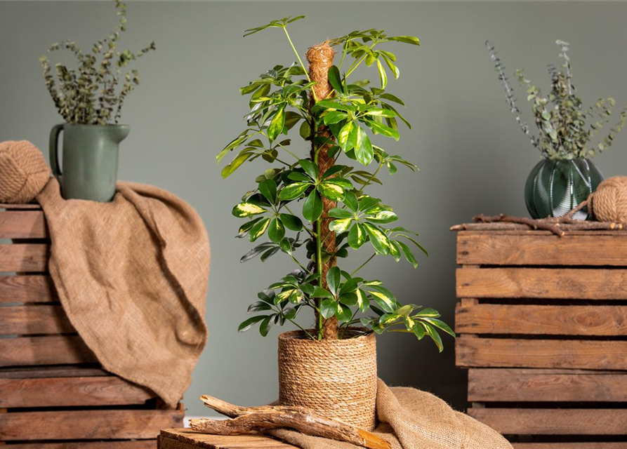 Schefflera arboricola 'Gold Capella'