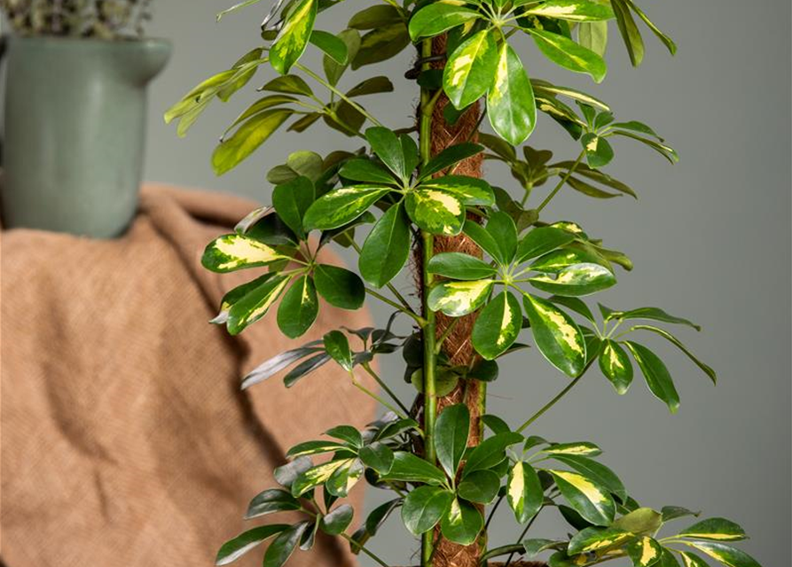 Schefflera arboricola 'Gold Capella'