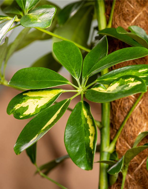 Schefflera arboricola 'Gold Capella'