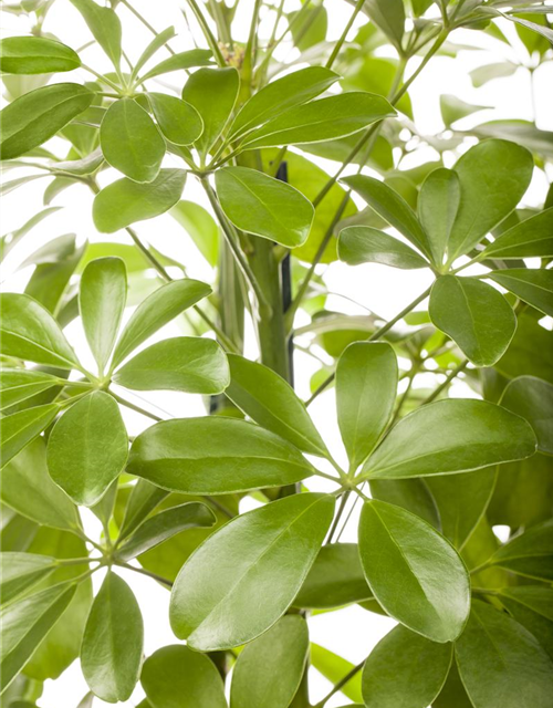 Schefflera arboricola 'Nora'