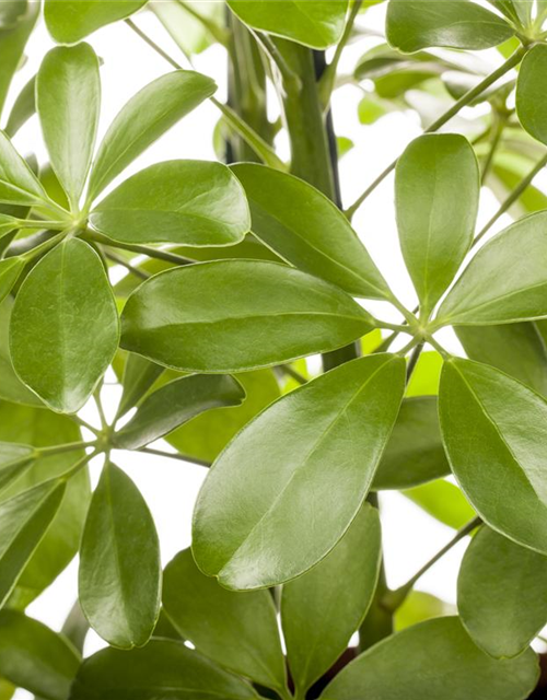 Schefflera arboricola 'Nora'