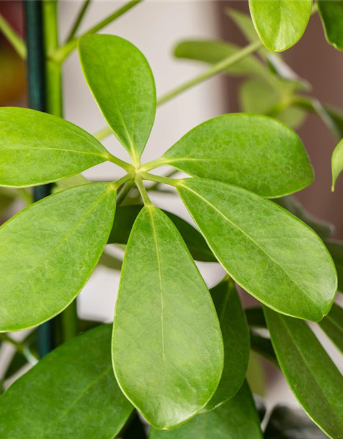 Schefflera arboricola 'Nora'