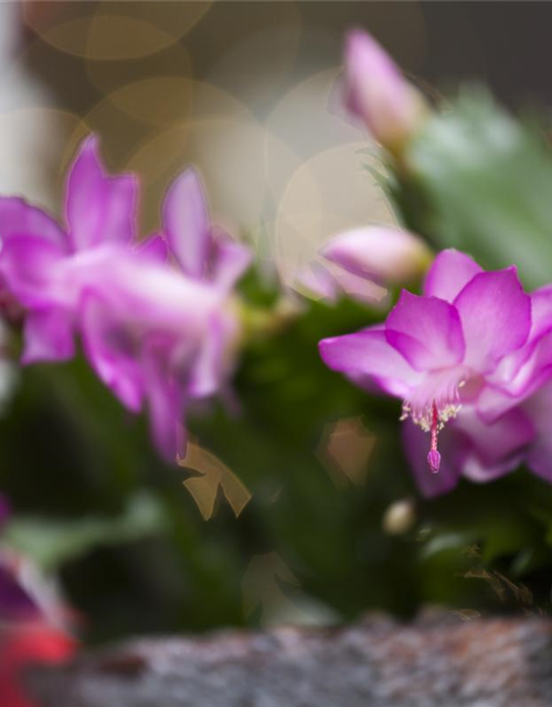 Schlumbergera bridgesii