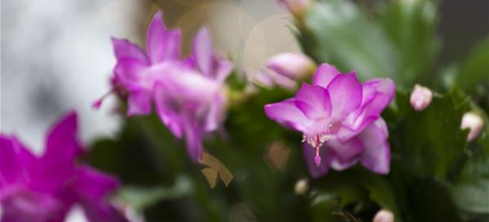 Schlumbergera bridgesii