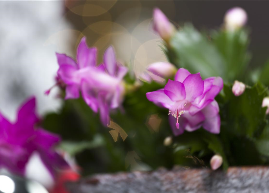 Schlumbergera bridgesii