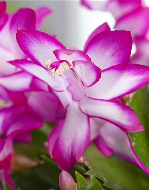 Schlumbergera bridgesii