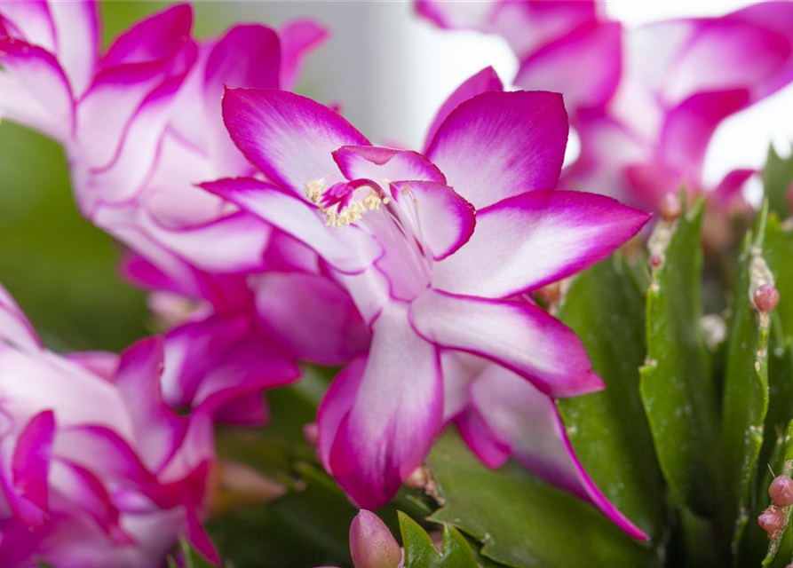 Schlumbergera bridgesii