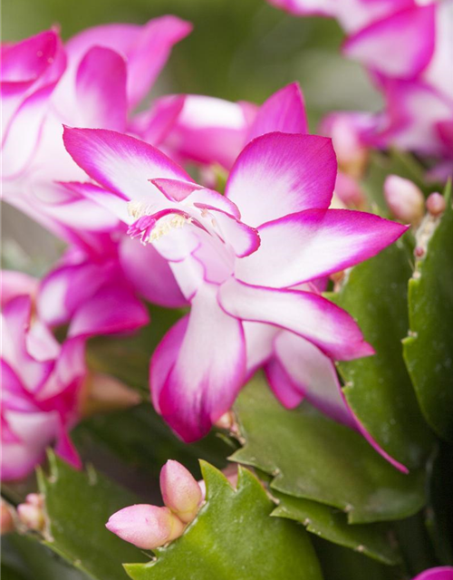 Schlumbergera bridgesii