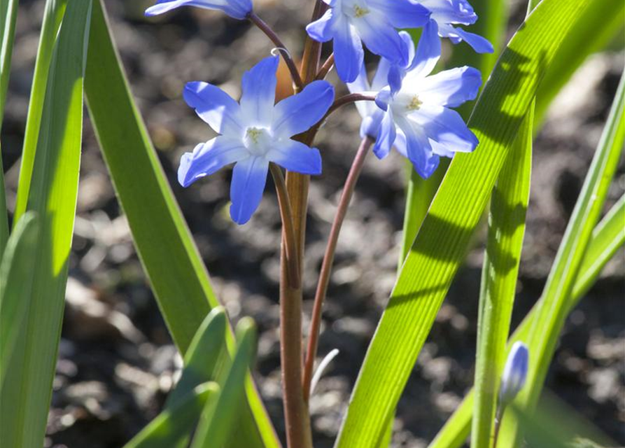 Scilla siberica