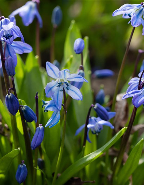 Scilla siberica