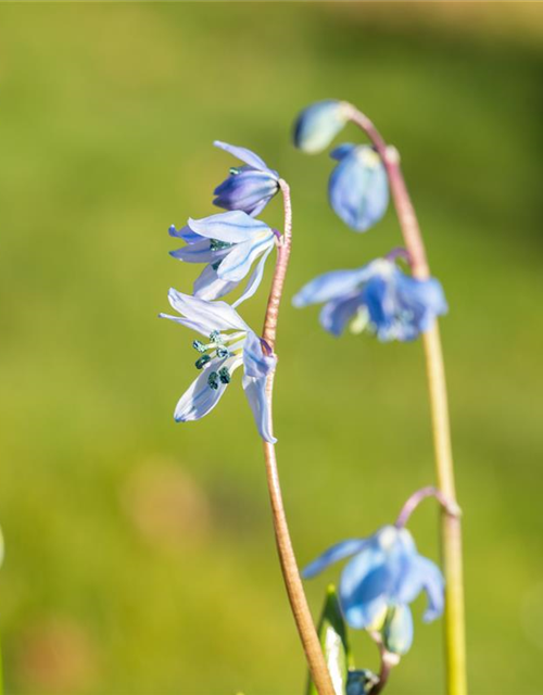 Scilla siberica