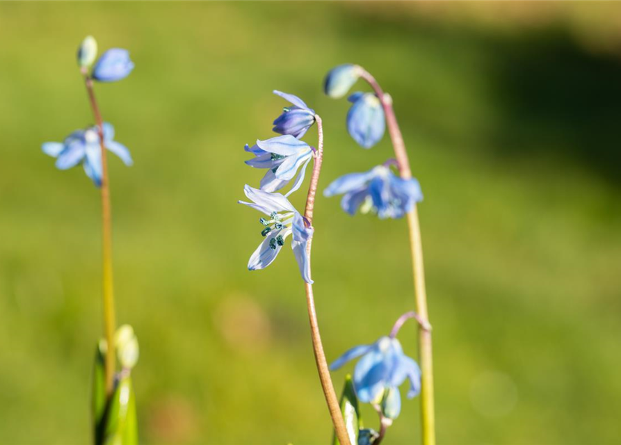 Scilla siberica