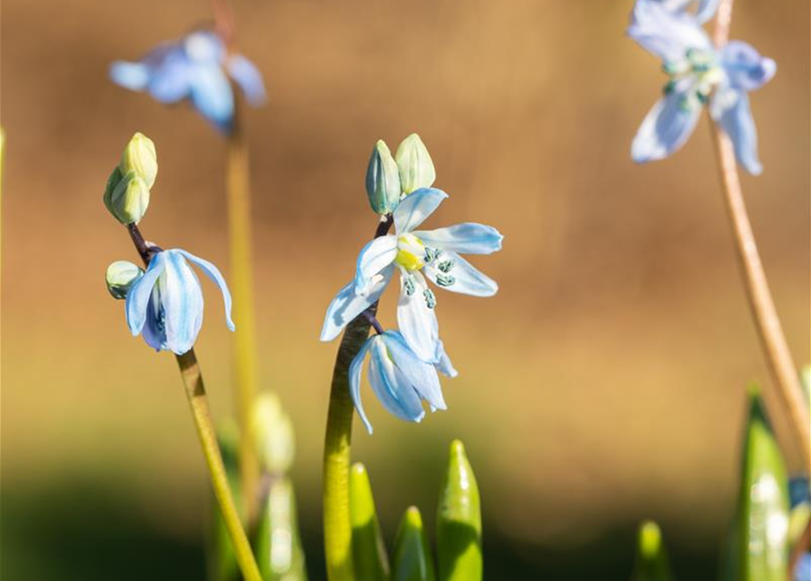 Scilla siberica