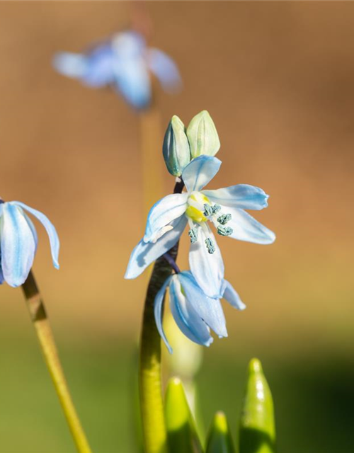 Scilla siberica