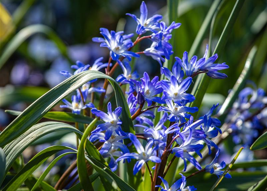 Scilla siberica