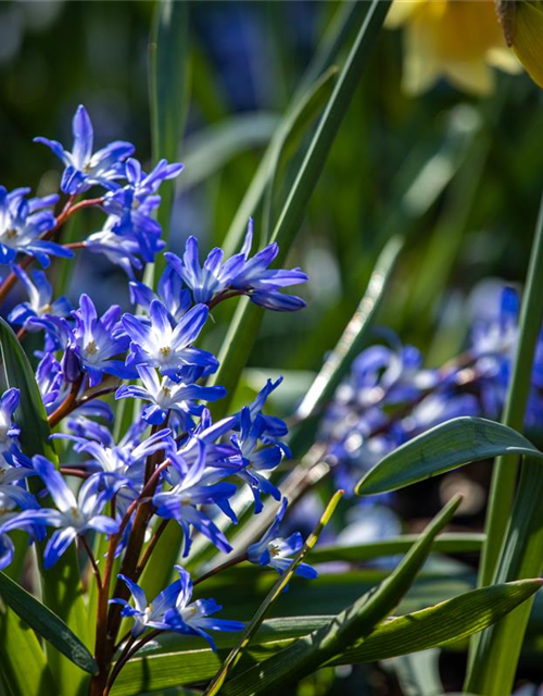 Scilla siberica