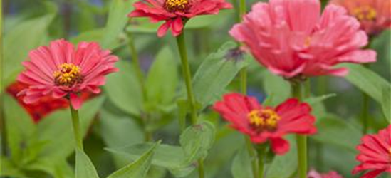 Zinnia elegans