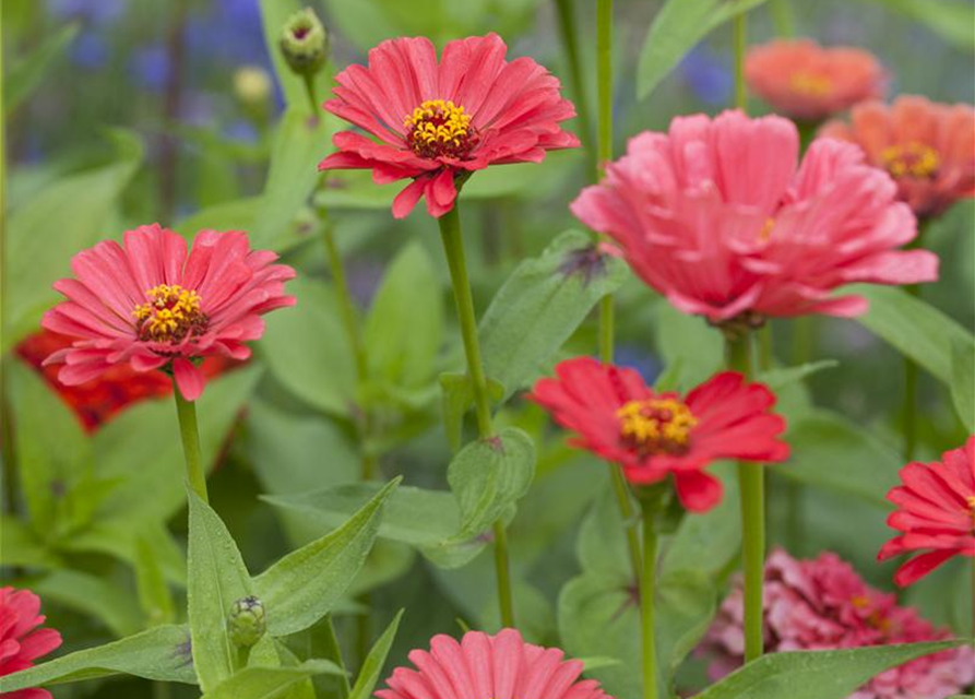 Zinnia elegans