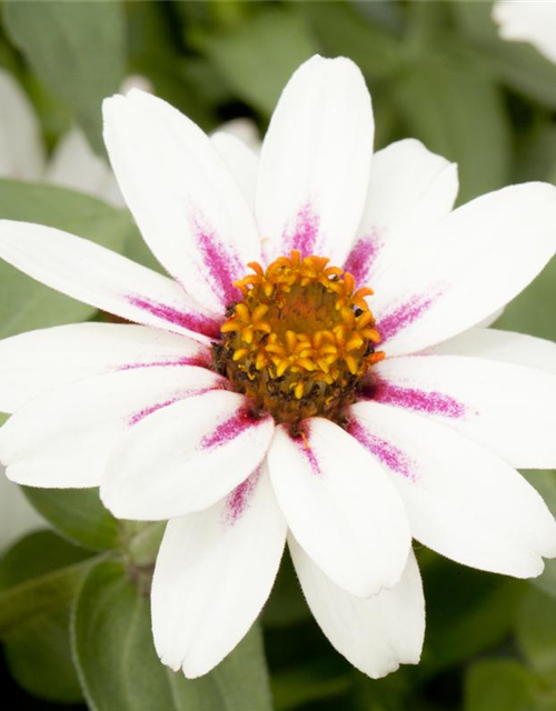 Zinnia elegans