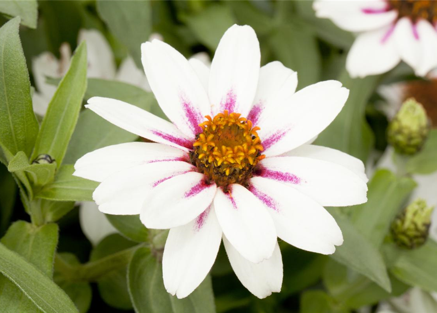 Zinnia elegans