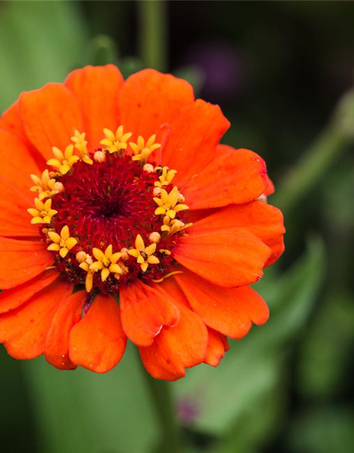 Zinnia elegans