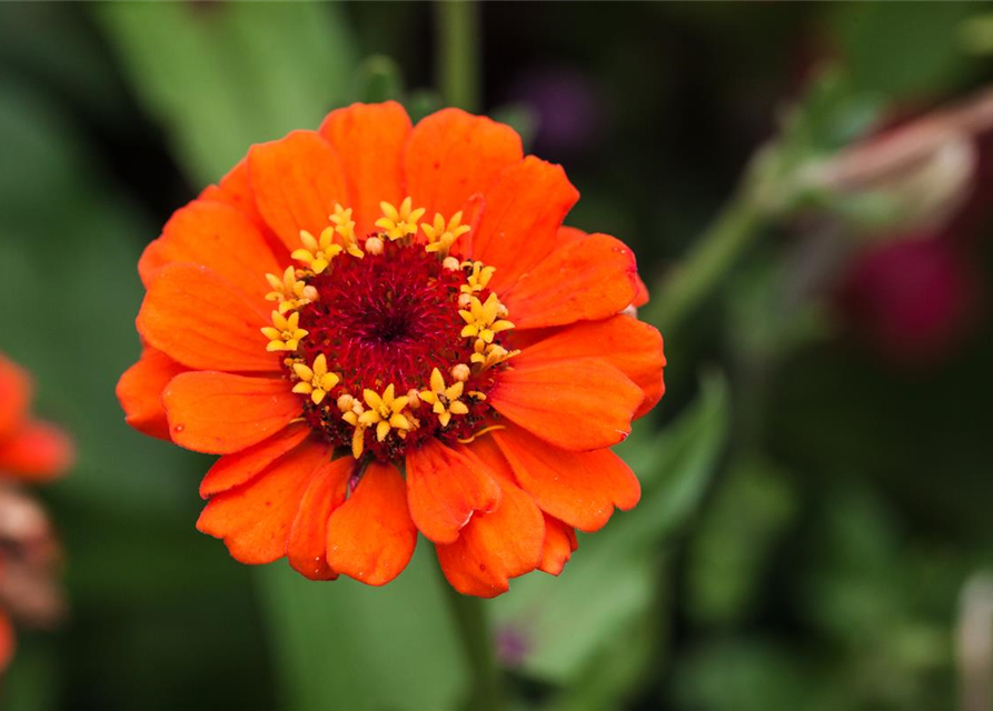 Zinnia elegans