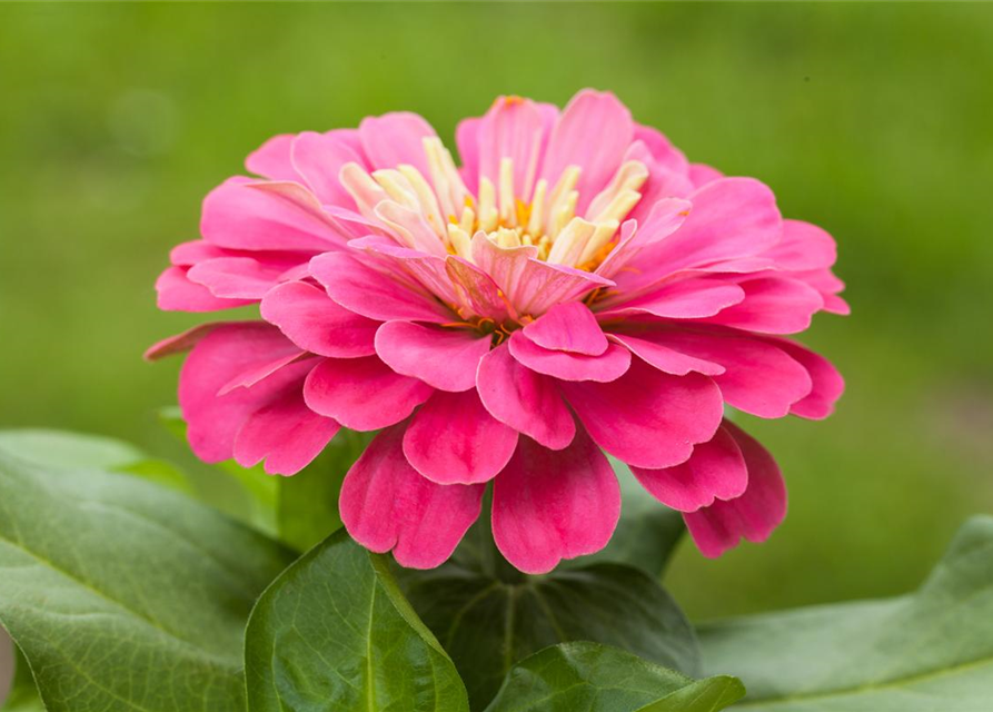 Zinnia elegans