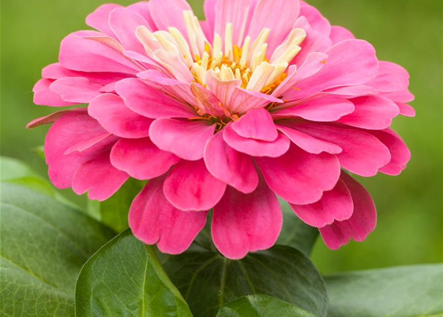 Zinnia elegans