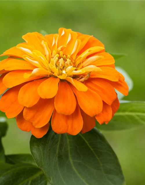 Zinnia elegans