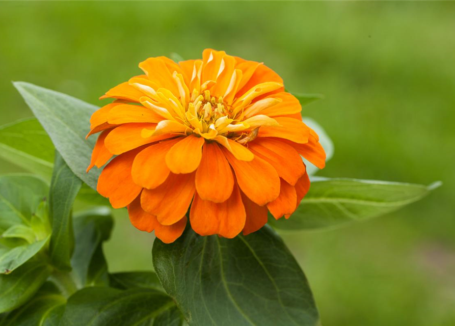 Zinnia elegans