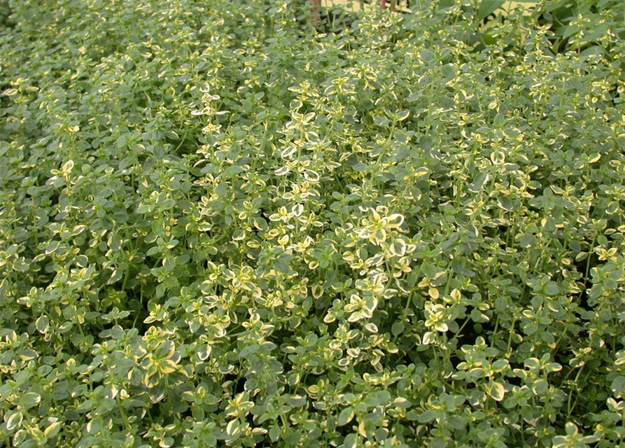 Thymus x citriodorus 'Aureus'