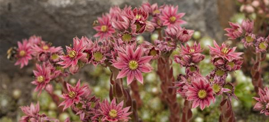 Sempervivum arachnoideum