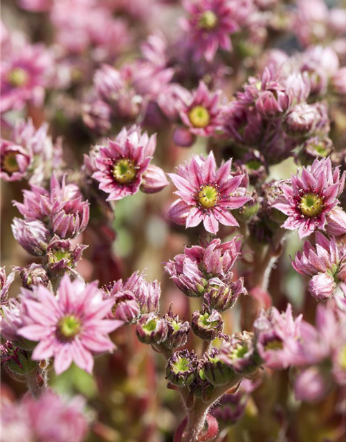 Sempervivum arachnoideum