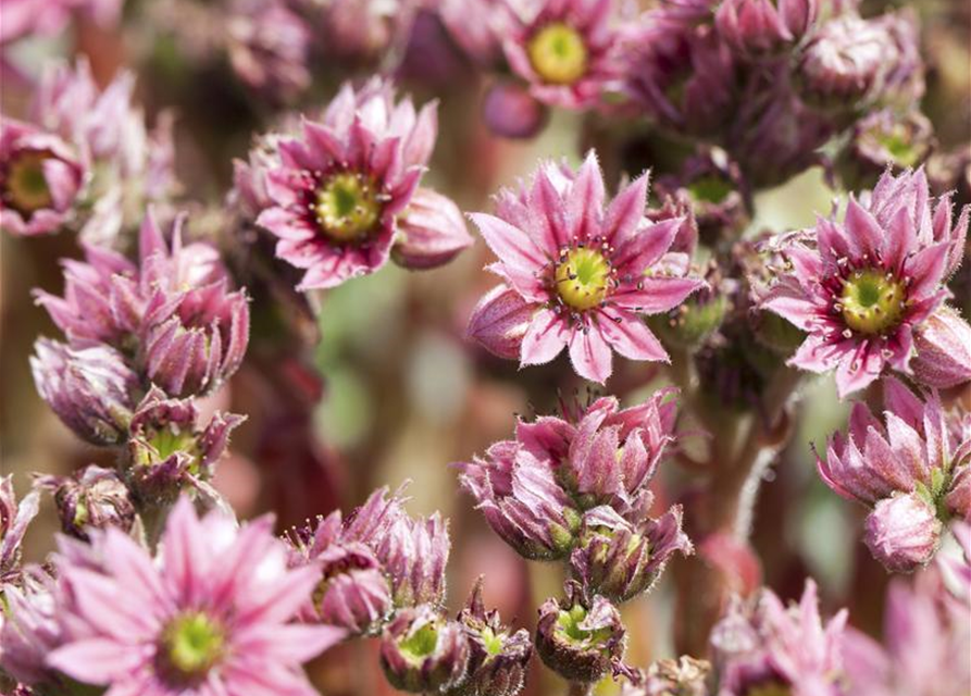 Sempervivum arachnoideum